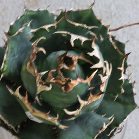 Agave titanota Jupiter