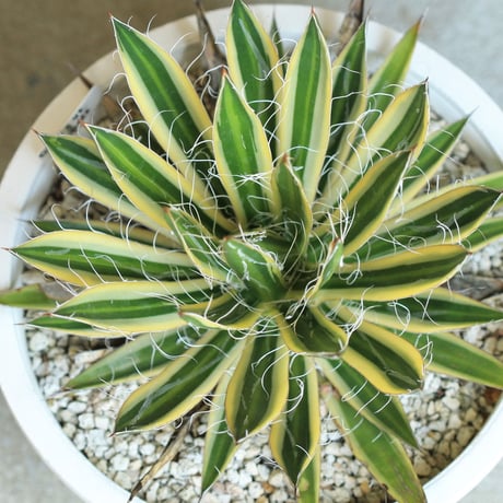 agave　アガベ　白糸の王妃 黄斑