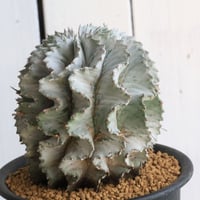 ユーフォルビア　特白アルバ