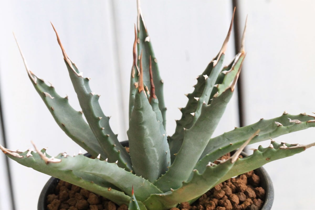 アガベ ユタエンシス エボリスピナ（実生） | hanayoshi-botanical