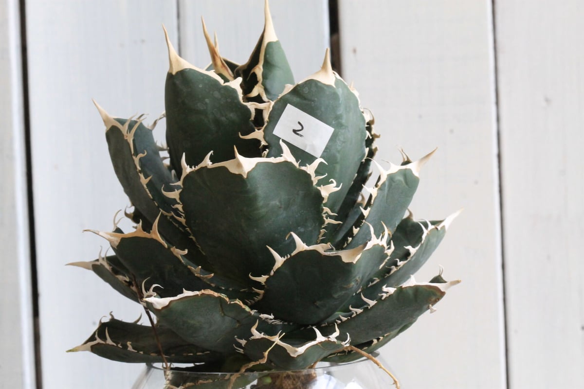 チタノタ　アガベ　4点セット　ハイブリッド　寛葉　ジャガー　ホワイトシャーク チタノタ アガベ 4点セット ハイブリッド 寛葉 ジャガー