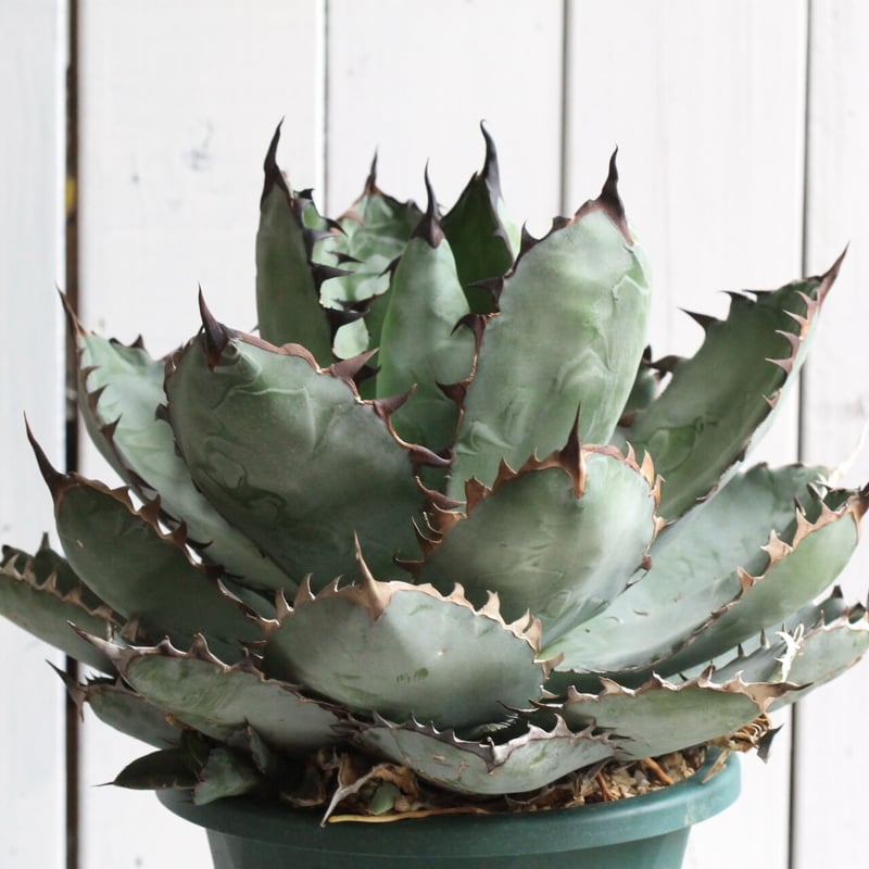 アガベ チタノタ ブラック＆ブルー | hanayoshi-botanical