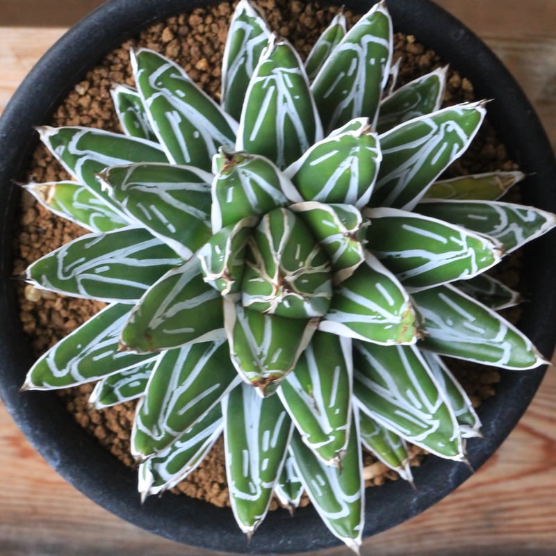 アガベ 特選姫笹の雪 | hanayoshi-botanical