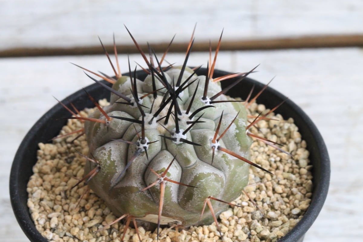 コピアポア シネレア 黒王丸 実生⑬ | hanayoshi-botanical