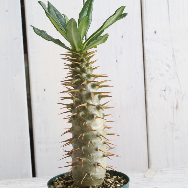 パキポディウム　アンボンゲンセ　 白肌株　実生　特選極美株 1627 珍奇植物 サボテン パキポディウム アンボンゲンセ 実生 極美株