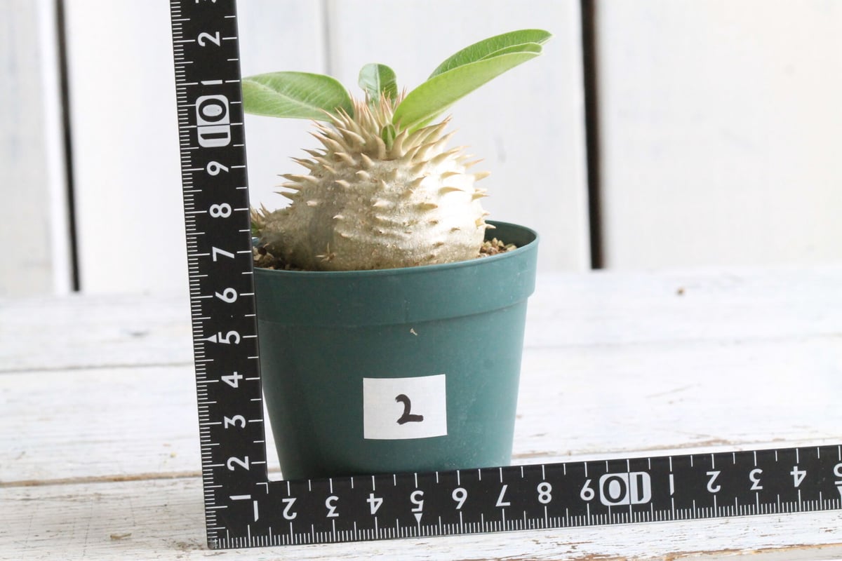 国内実生5年　白花　パキポディウム　レウコキサンツム パキポディウム レウコキサンツム×タッキー② | hanayoshi-botanical