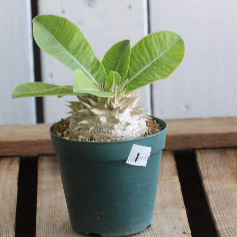 パキポディウム レウコキサンツム① | hanayoshi-botanical