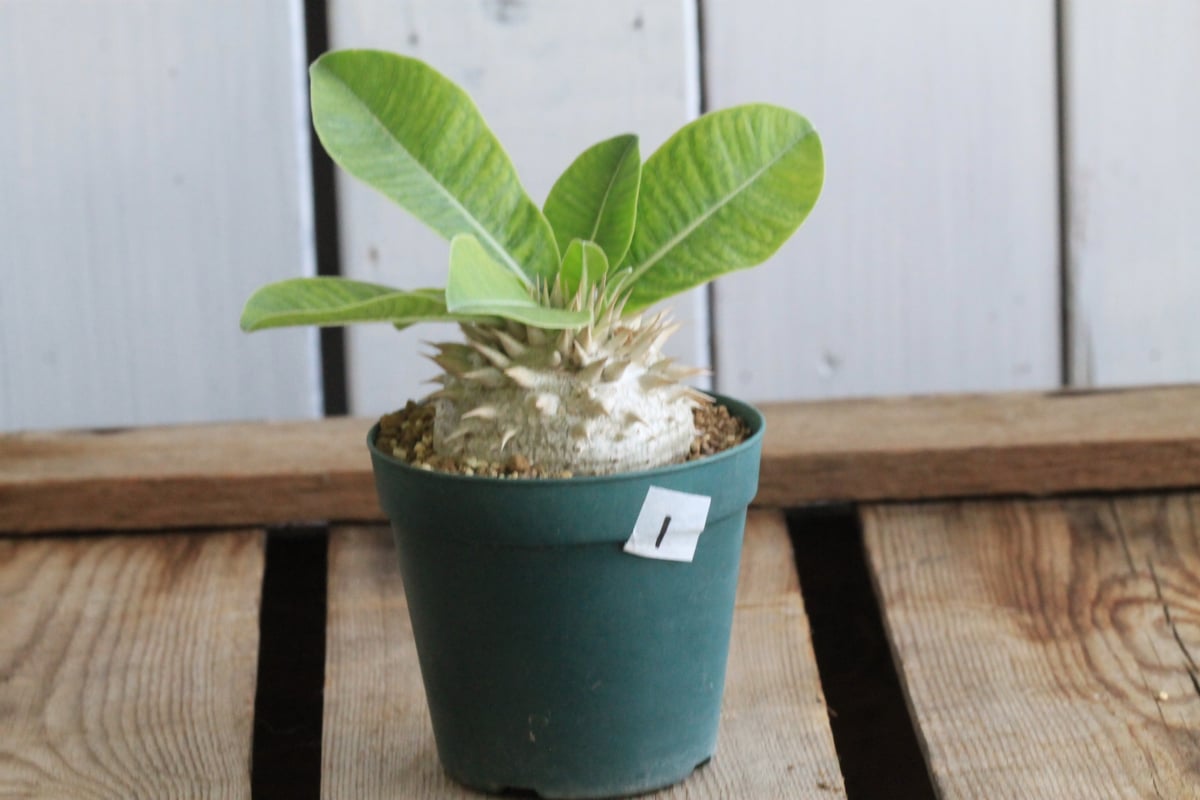 パキポディウム レウコキサンツム① | hanayoshi-botanical