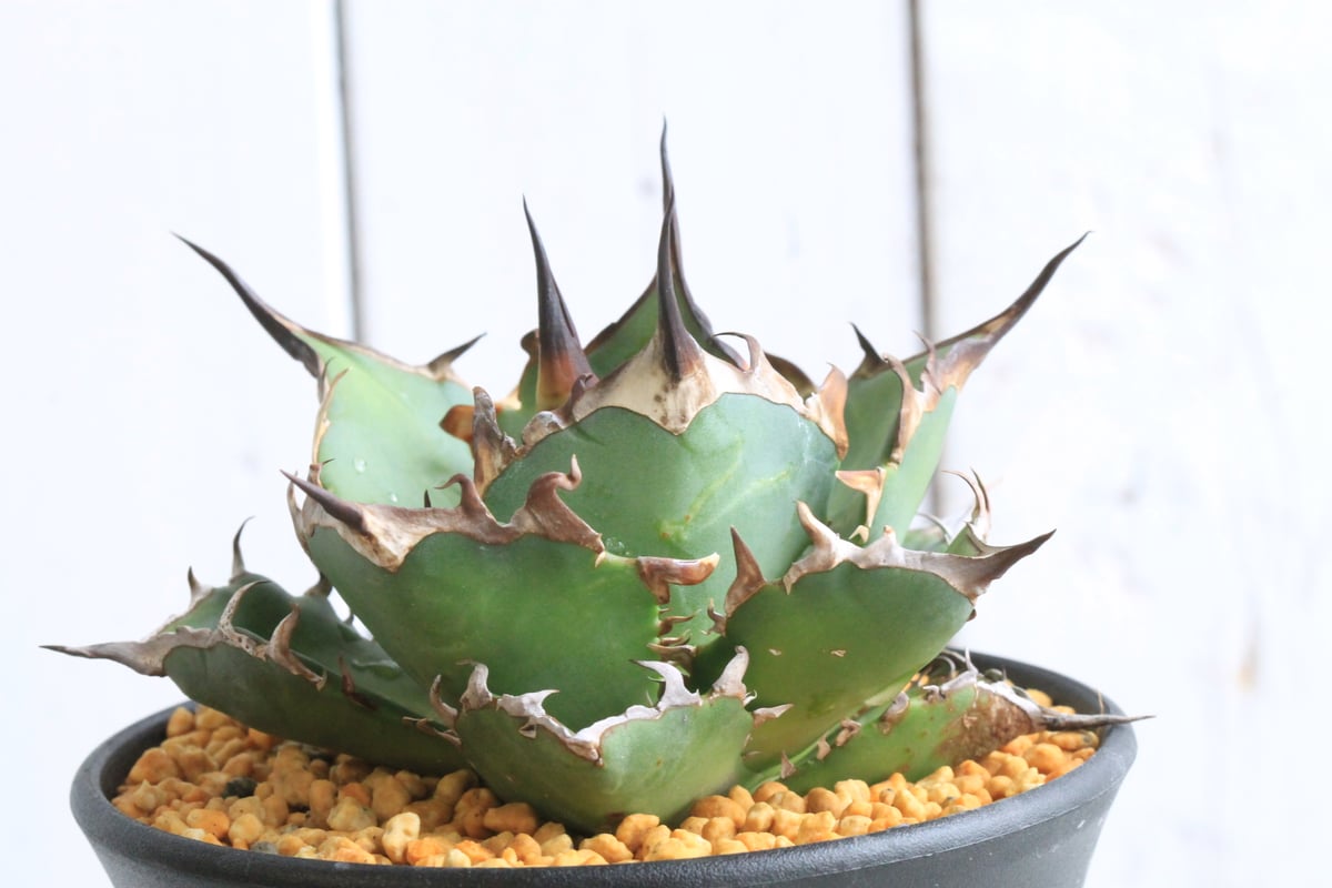 アガベ チタノタ ハデス | hanayoshi-botanical