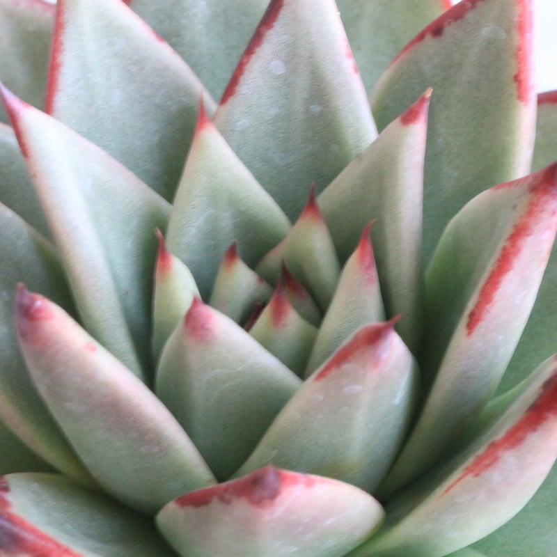 エケベリア エボニー スーパークローン① | hanayoshi-botanical