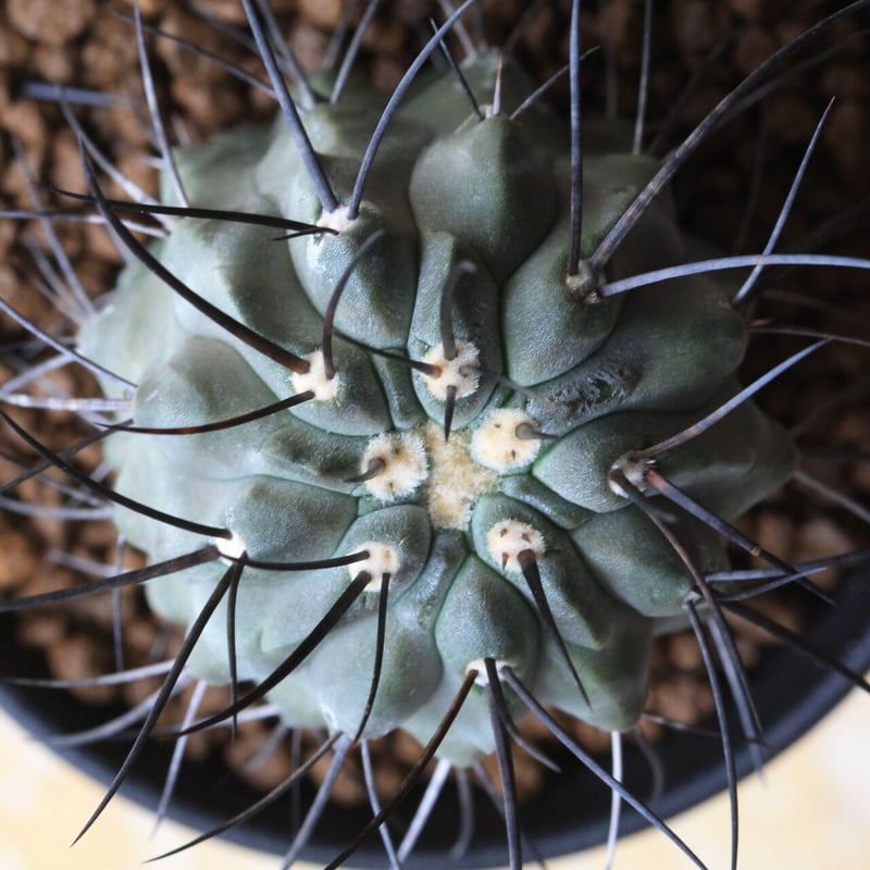 コピアポア ディアルバータ | hanayoshi-botanical