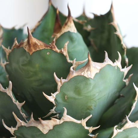 Agave titanota (N.F)