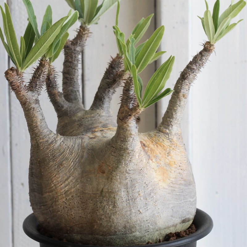 超厳選チビグラキリス[安心発根済] 超厳選チビグラキリス[安心発根済] 可愛いチビグラキリス入荷