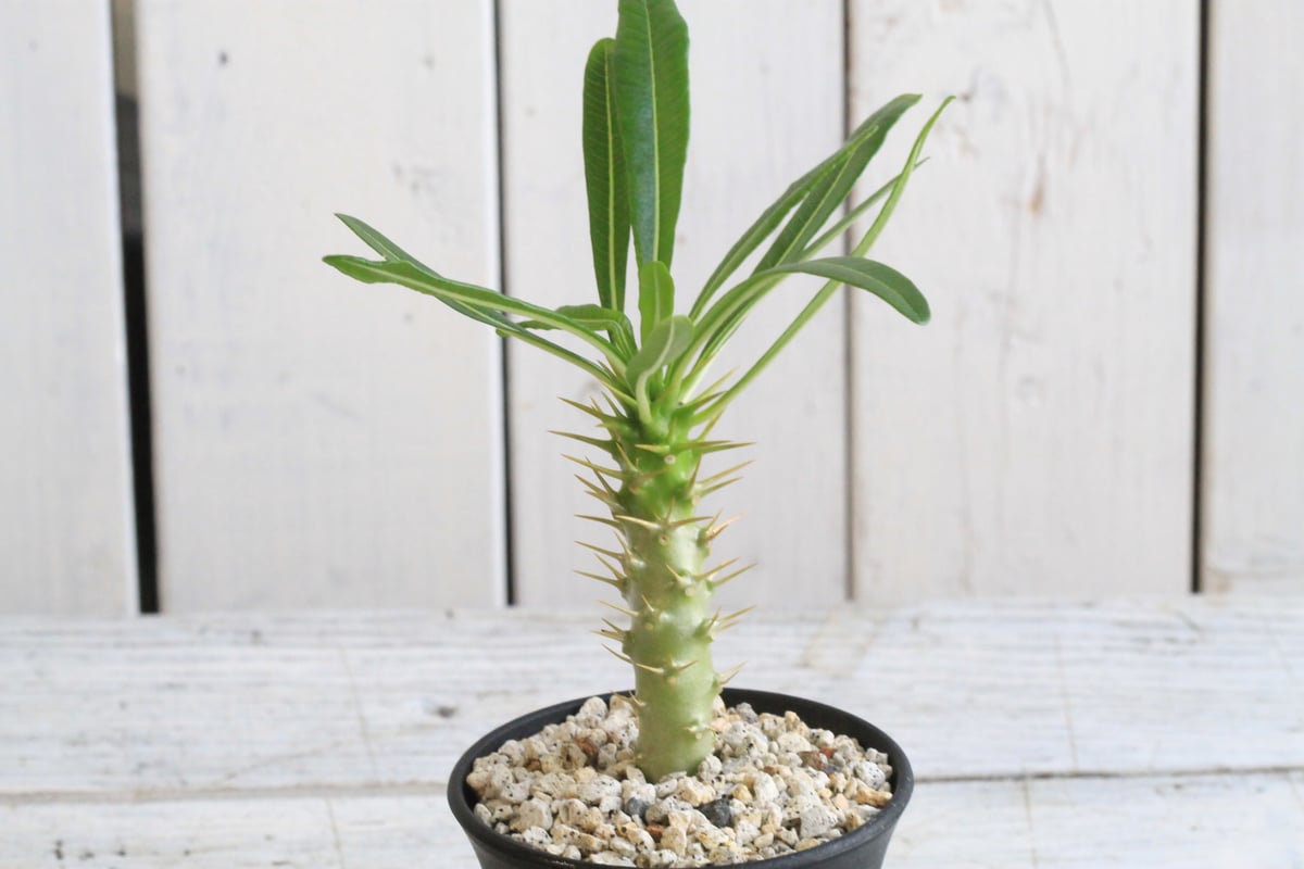 パキポディウム アンボンゲンセ(実生) | hanayoshi-botanical