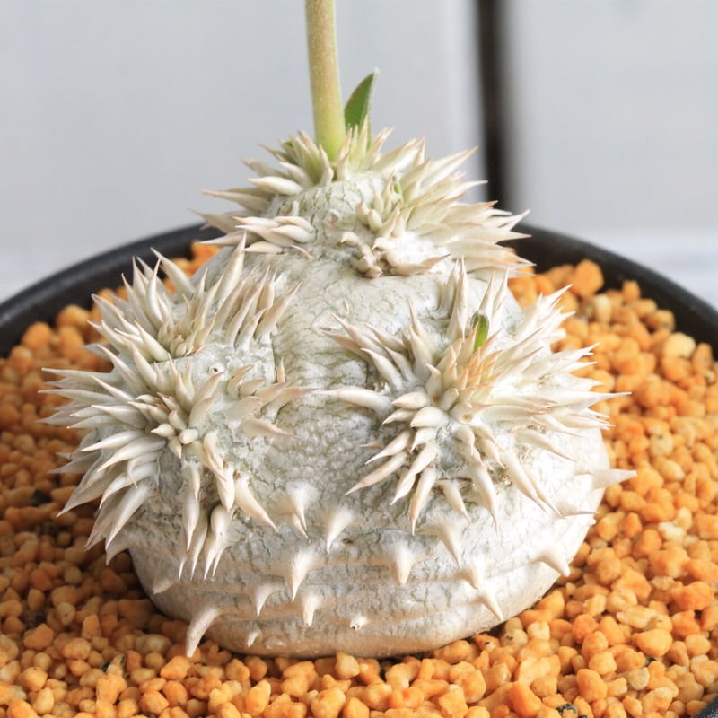 パキポディウム 恵比寿大黒 | hanayoshi-botanical