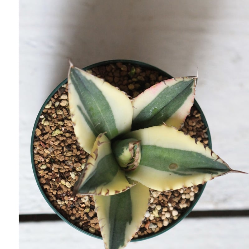 Agave titanota スナグルトゥース | hanayoshi-botanical
