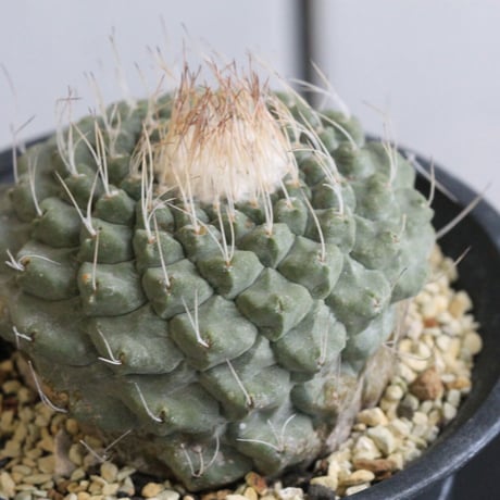 ストロンボカクタス　菊水
