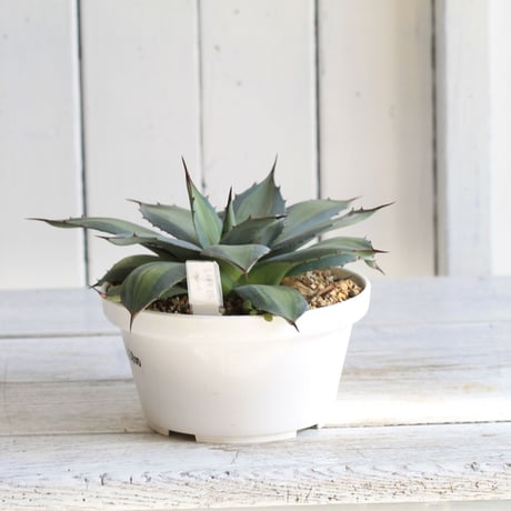 Agave　吉祥天錦