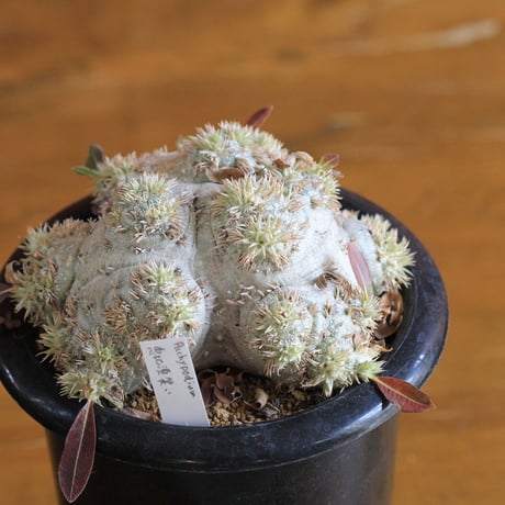 pachypodium brevicaule パキポディウム　恵比須笑い