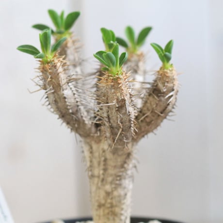 Euphorbia　ギラミニアナ