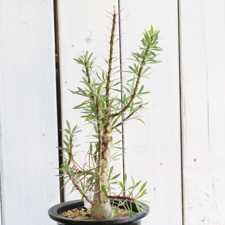 CATEGORY フォークイエリア | hanayoshi-botanical