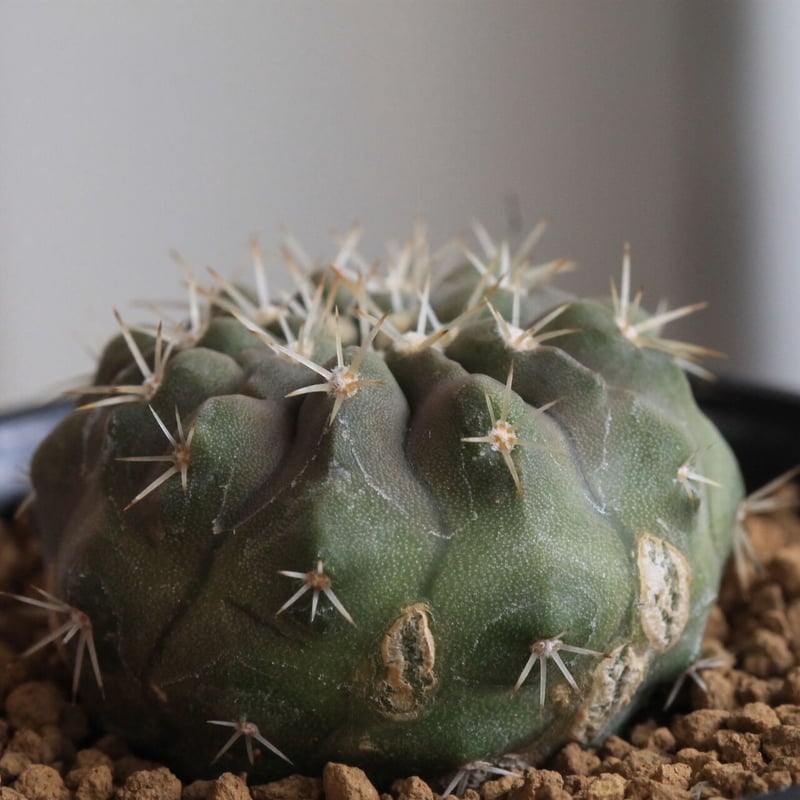 コピアポア コルムナ アルバ（実生） | hanayoshi-botanical