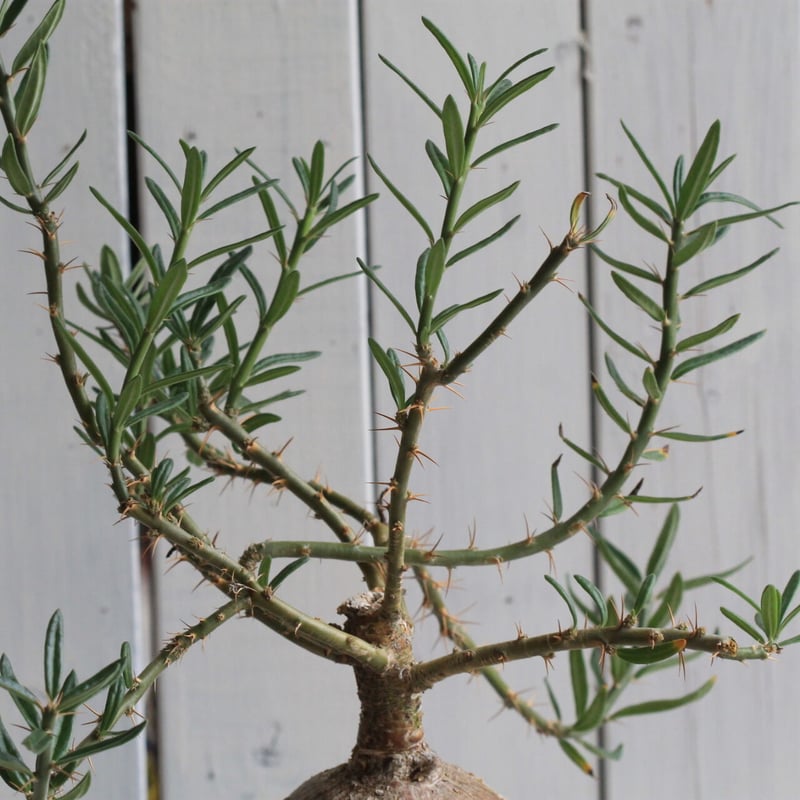 EMP パキポディウム サキュレンタム / Pa80 パキポディウム