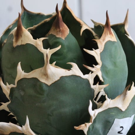 Agave titanota Jupiter