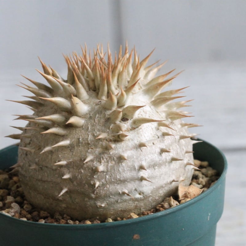 パキポディウム レウコキサンツム | hanayoshi-botanical