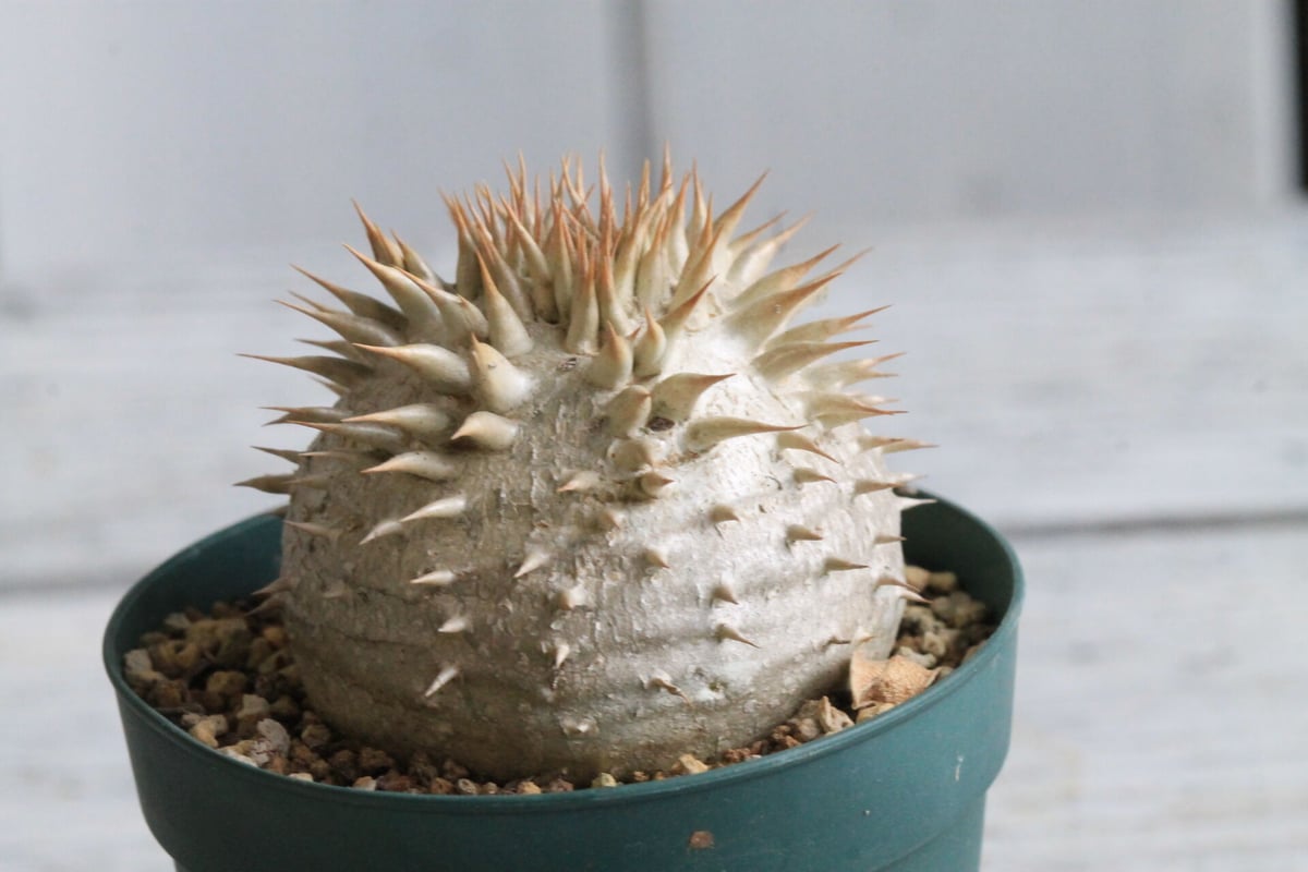 パキポディウム レウコキサンツム | hanayoshi-botanical