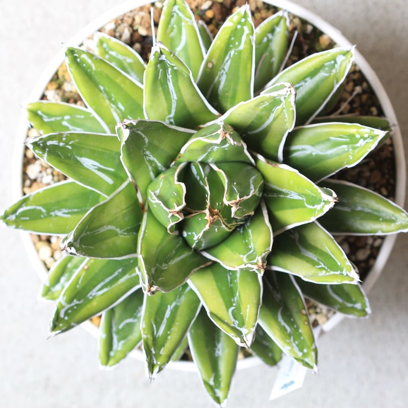 アガベ botanical1981 Agave victoriae-reginae variegata