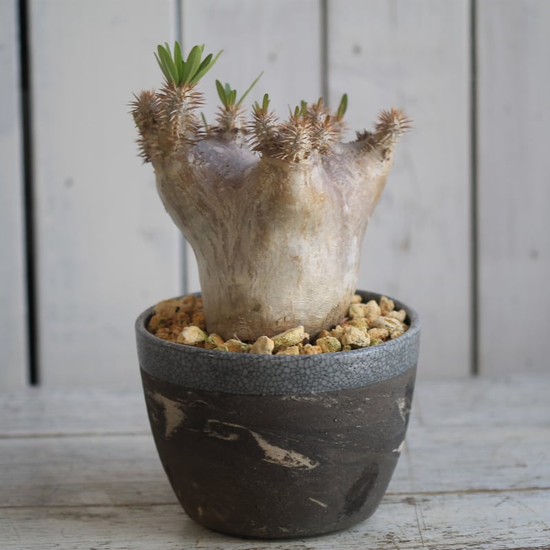 パキポディウム ブレビカリックス | hanayoshi-botanical