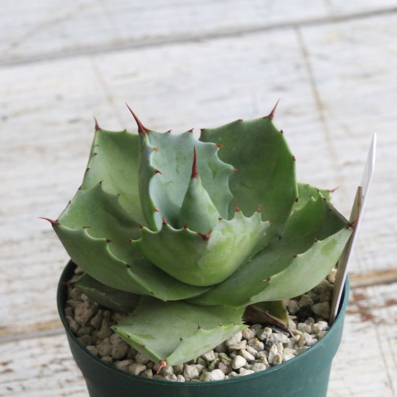 アガベ イシスメンシス グリーンダルマ③ | hanayoshi-botanical