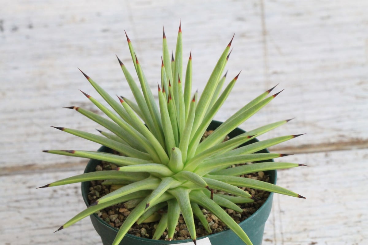 アガベ 極姫吹上 | hanayoshi-botanical