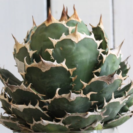 Agave titanota Jupiter