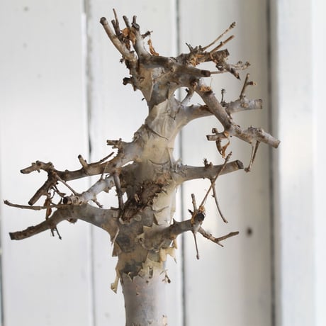 Comiphora holtziana  ホルトジアナ