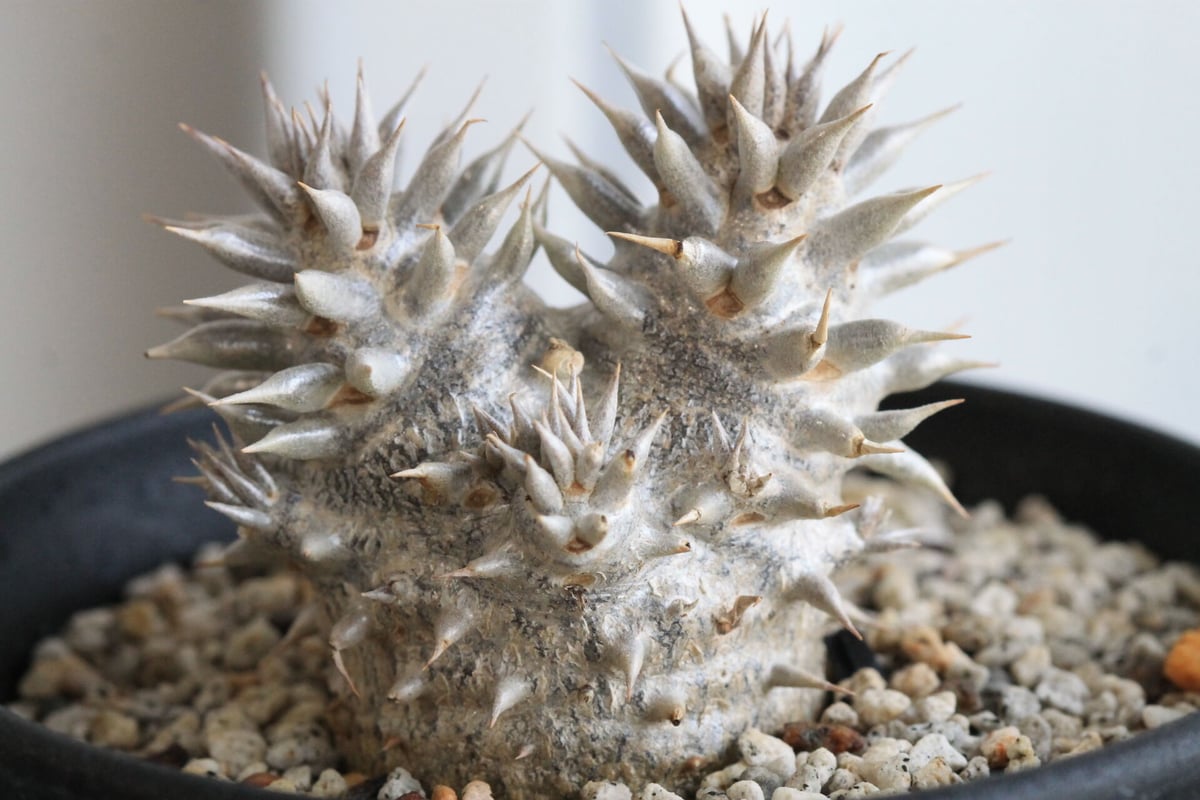 パキポディウム　恵比寿大黒 パキポディウム 恵比寿大黒 | hanayoshi-botanical