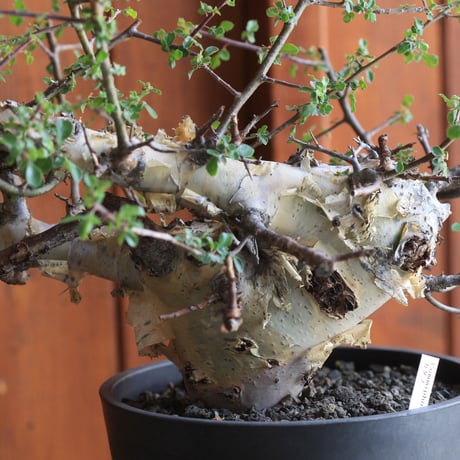 Commiphora　kataf 　コミフォラ　カタフ