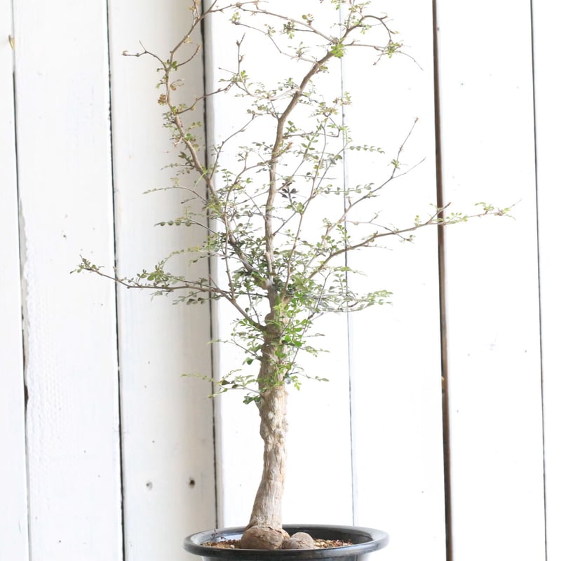 オペルクリカリア・デカリー　② オペルクリカリア デカリー yaji²ポット | hanayoshi-botanical