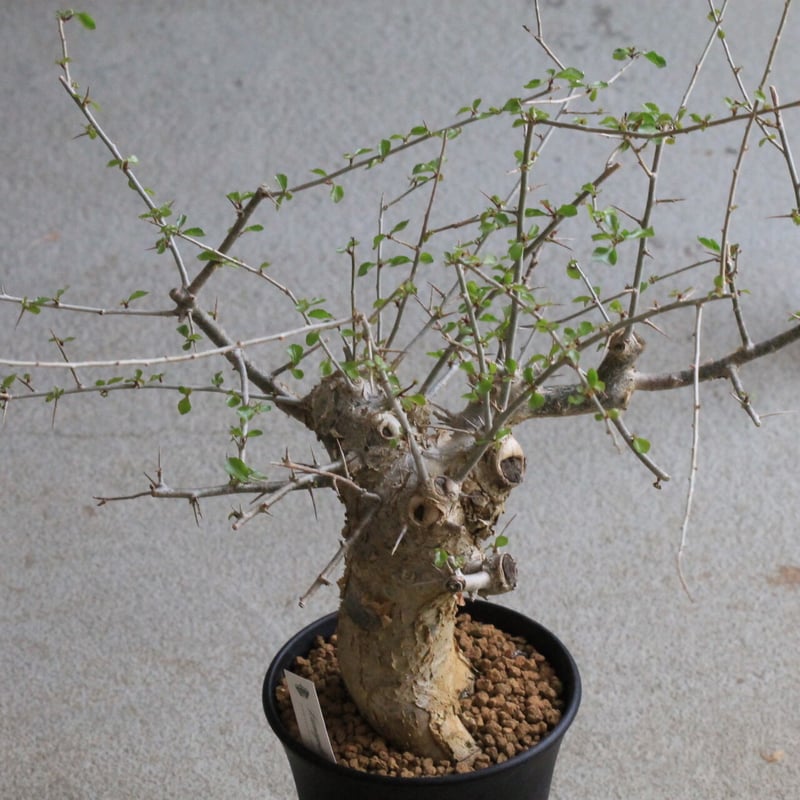 コミフォラ シンプリキフォリア | hanayoshi-botanical