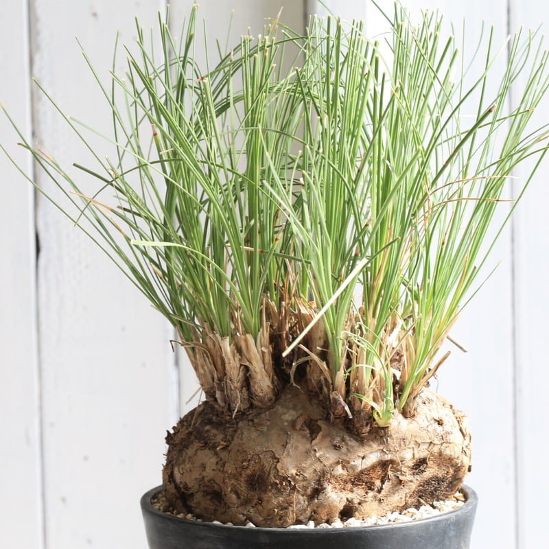 大株 発根済み カリバナス フーケリー 塊根植物 コーデックス 観葉植物 カリバナス フーケリー | hanayoshi-botanical