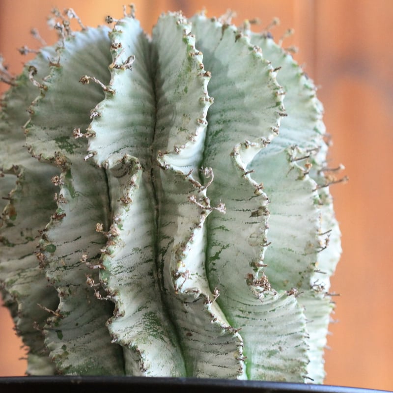 Euphorbia horrida アルバ | hanayoshi-botanical