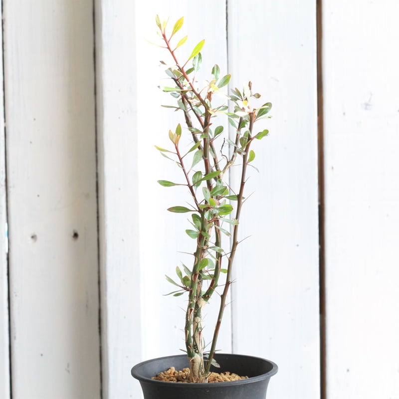 フォークイエリア ファシクラータ | hanayoshi-botanical