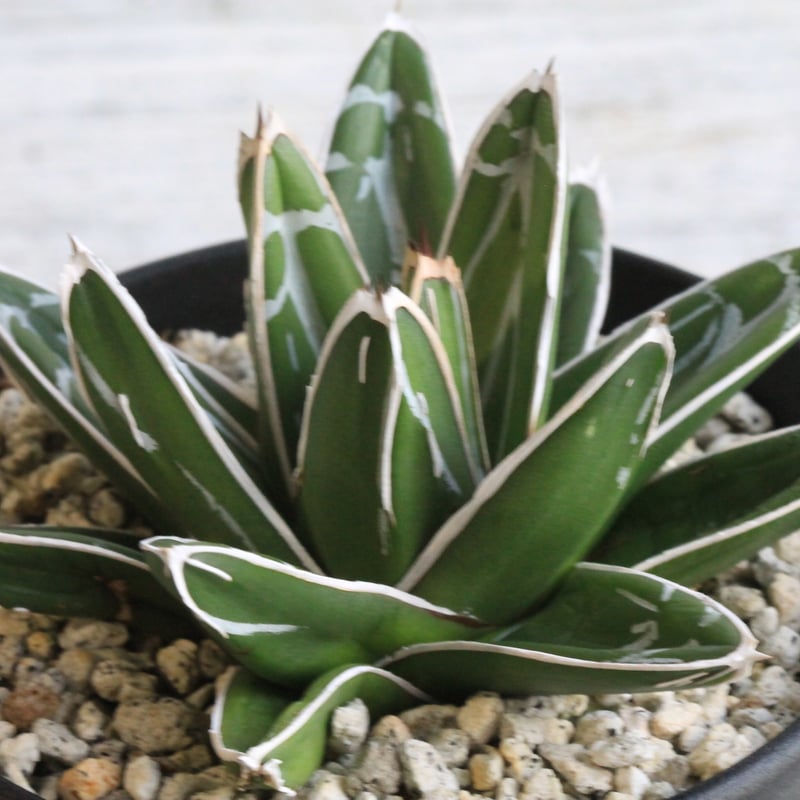 アガベ 笹の雪 浜崎丸葉 | hanayoshi-botanical