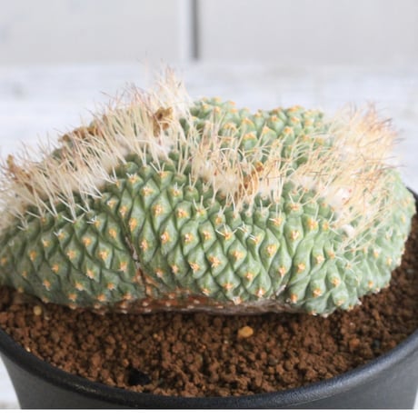ストロンボカクタス　菊水綴化