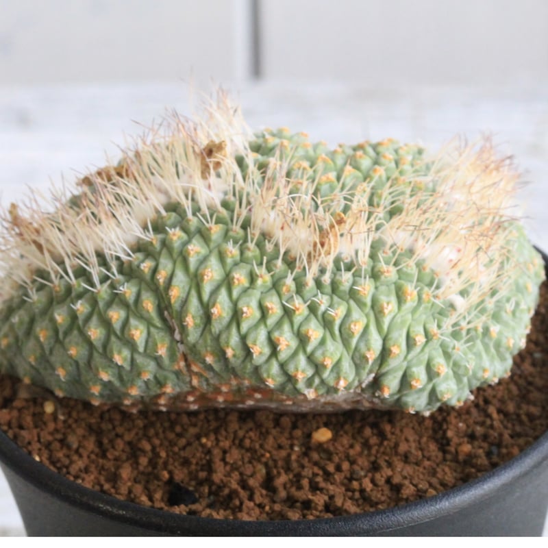 ストロンボカクタス 菊水綴化 | hanayoshi-botanical ストロンボカクタス 菊水綴化 | hanayoshi-botanical