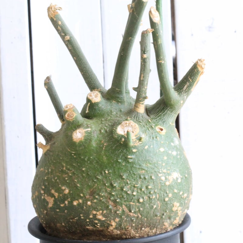 アデニア プセウドグロボーサ | hanayoshi-botanical