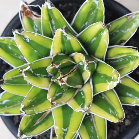 Agave 輝山