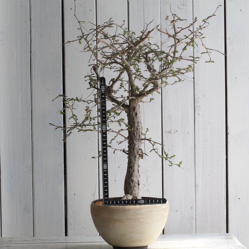 L*O様 オペルクリカリア fit=scale-down,w=1200