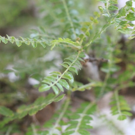 Boswellia ネグレクタ